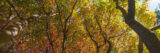 A view of a canopy of fall leaves in orange, red, and yellow