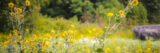 A field of yellow flowers