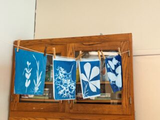 Four cyanotype prints, each with blue backgrounds and a large organic plant shape in white, hang on a clothing line to dry.