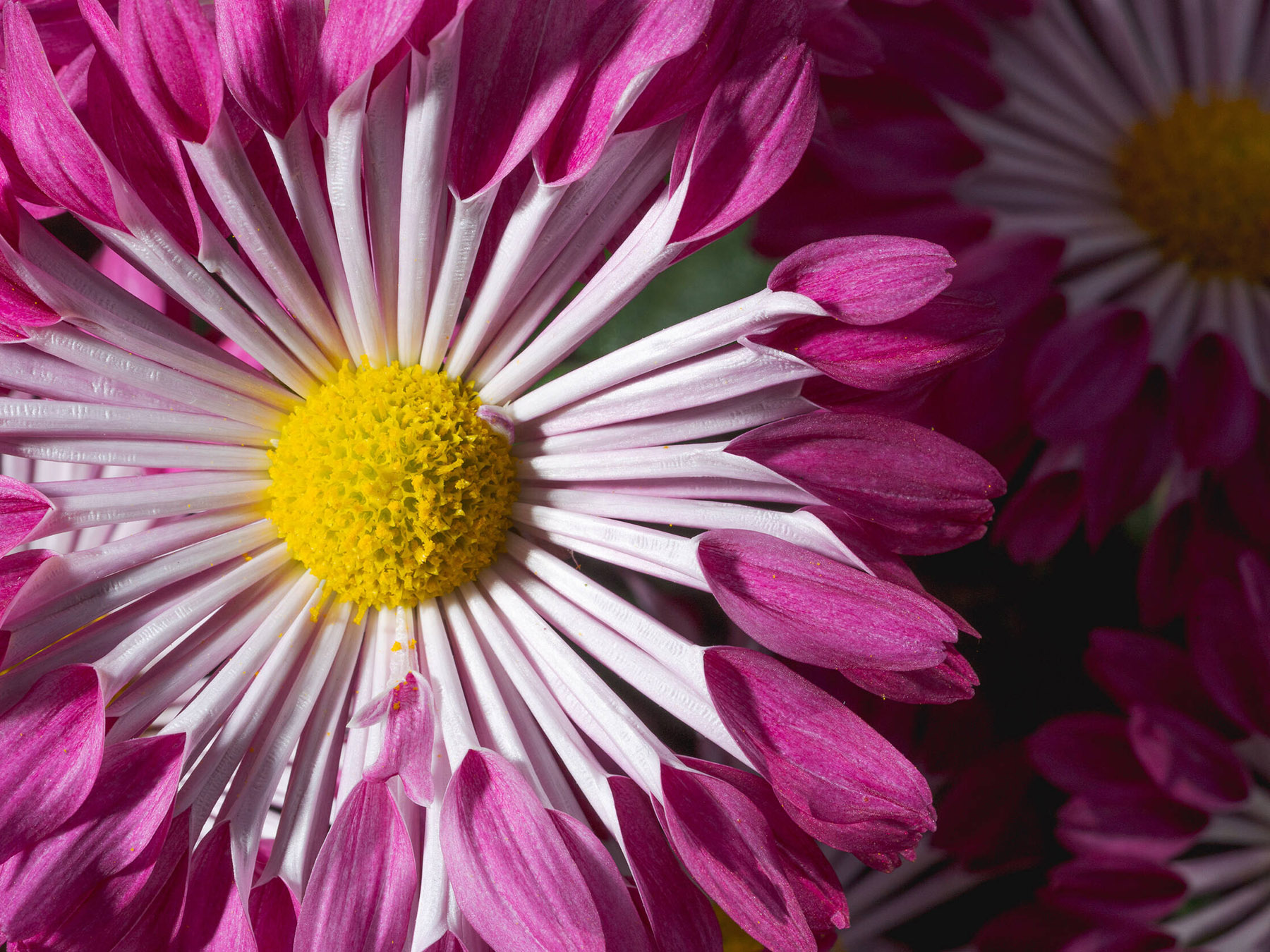 A pink flower with a yellow center