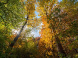 A sunny forest of green and golden foliage