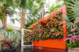 A tall orange wall hosting a gentle fountain pours water down past hundreds of orange flowers