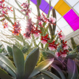 Red and white orchids shine in the sun under the colorful glass panes of a conservatory dome