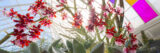 Red and white orchids shine in the sun under the colorful glass panes of a conservatory dome