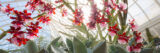 A stem full of pink and white flowers shines in the sun as it arcs over a collection of green succulent foliage