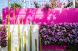 Tall green cacti line sunny walls in white and pink