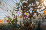 A collection of green cacti in a sunny conservatory space