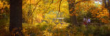 Two people walk through a forest of golden fall leaves