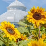 Bright yellow sunflowers stand before a white conservatory dome on a sunny day