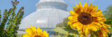 Bright yellow sunflowers stand before a white conservatory dome on a sunny day