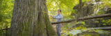 A person uses a tape measure to measure the diameter of an enormous tree in a sunny woodland