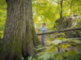 A person uses a tape measure to measure the diameter of an enormous tree in a sunny woodland