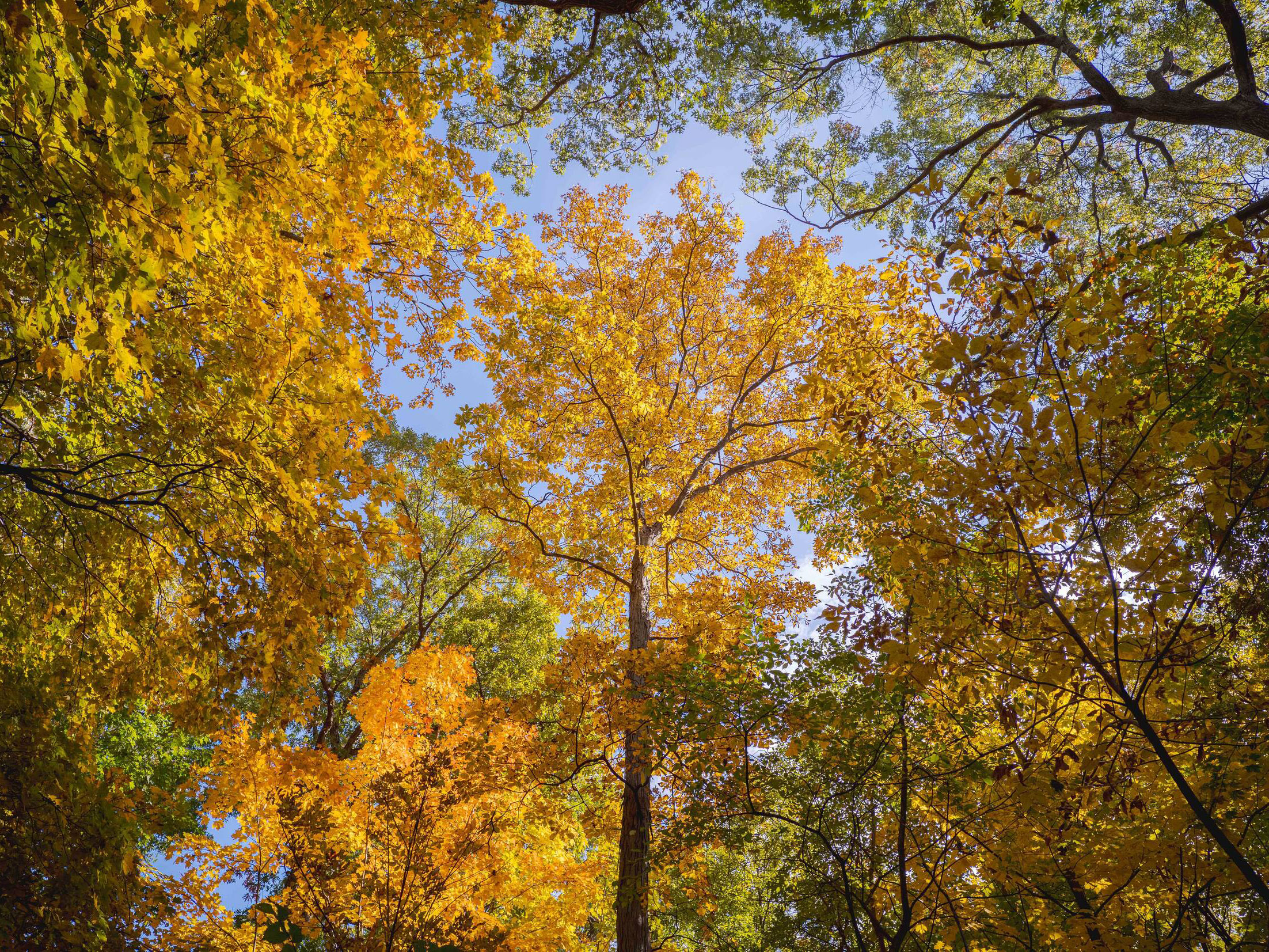 A bright fall forest of yellow leaves under a blue sky