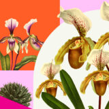 An artful mosaic of yellow orchid flowers over orange, pink, and fuchsia color blocks