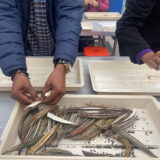 A person removed seeds from long seed pods