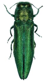 agrilus planipennis 001