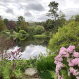 A garden bordering a pond, full of pink azaleas and green foliage