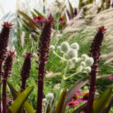 A collection of tall red flower spikes and small white puffballs among green foliage