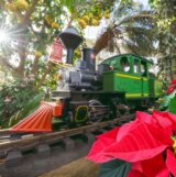 Model train with citrus tree in the background and red poinsettias in the foreground