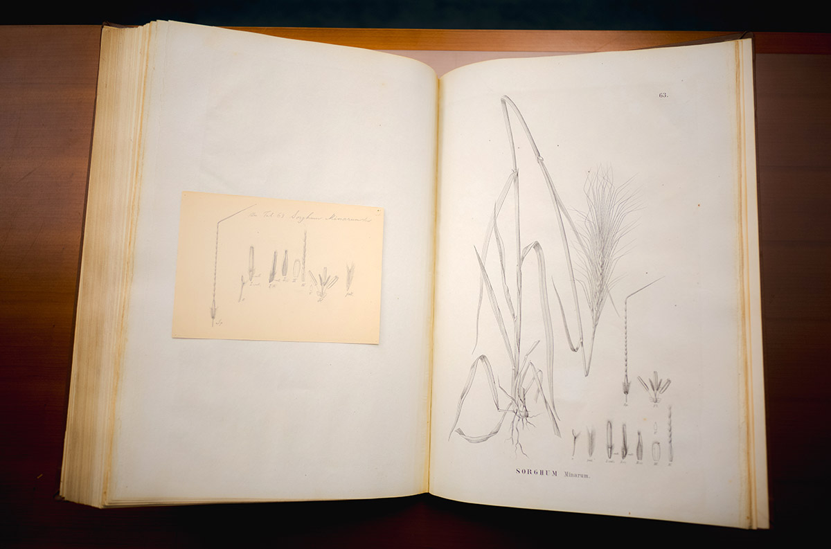 Pencil illustrations of grasses in a yellowed, antique book