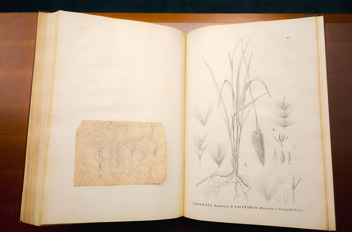 Pencil illustrations of grasses in a yellowed, antique book