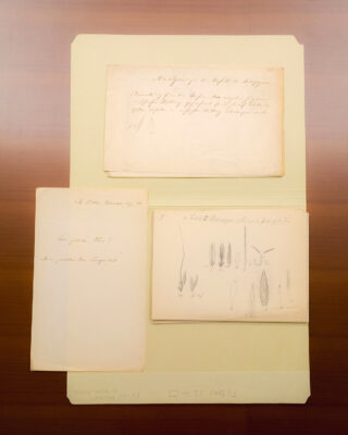 An arrangement of antique papers and correspondence with pencil illustrations of grass