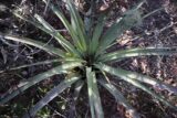 tillandsia utriculata (giant airplant)