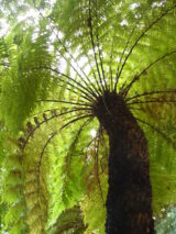 tree fern 2