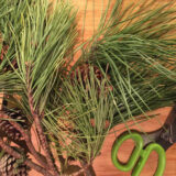 An arrangement of conifer branches with green needles and brown pinecones, alongside a green pair of scissors