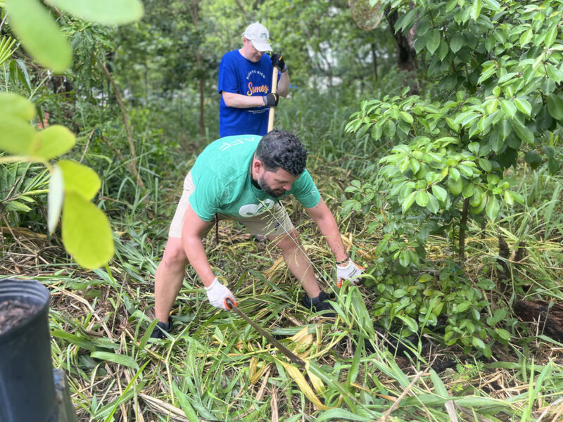 Two people in shorts and t-shirts pull weeds in a tropical green setting