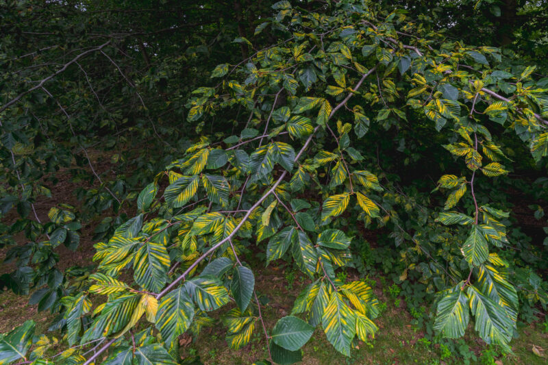 A low-hanging tree branch covered in green and yellow striped leaves