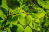 A close-up view of ovate green tree leaves, with dark splotches in between their veins