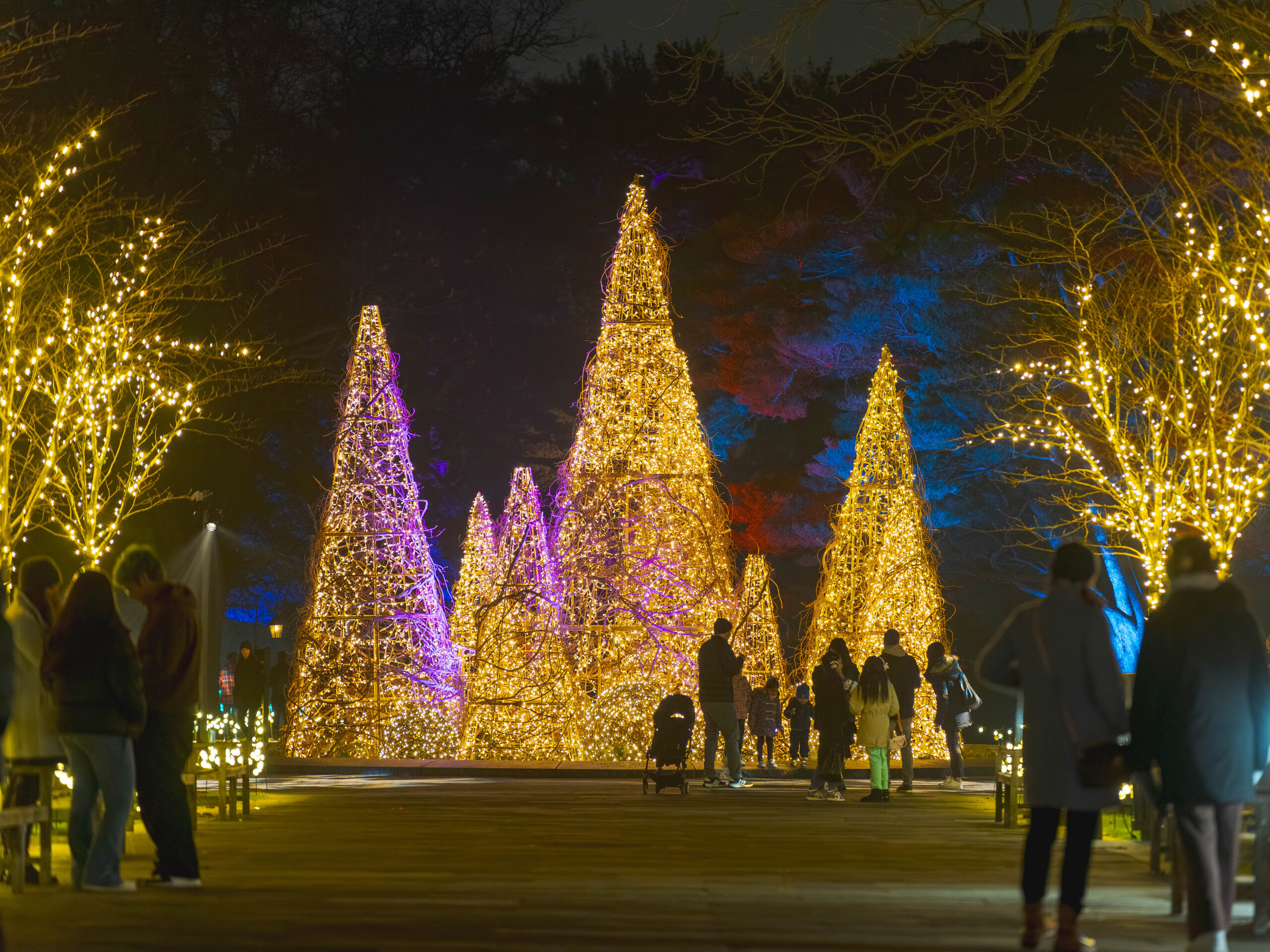 People wander through a garden space after dark, full of twinkling lights and illuminated evergreens