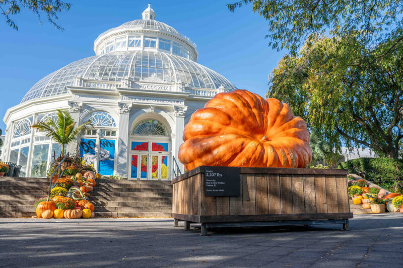 An enormous orange pumpkin sits on a box outside a white conservatory