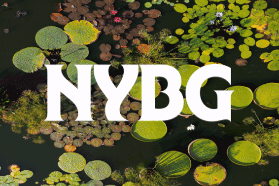 An image of green waterlily pads on dark water, overlaid with the letters "NYBG" in white