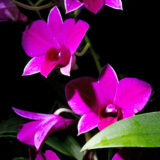 A vivid pink flower on a black background