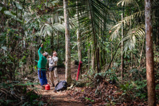 Two scientists in a jungle look up at a palm.