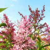 A collection of pink and purple flowers under a blue sky