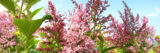 Pink flowers in front of blue sky background