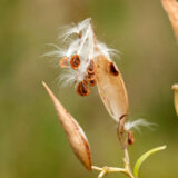 A group of seeds with feathery protrusions hanging from brown leaves