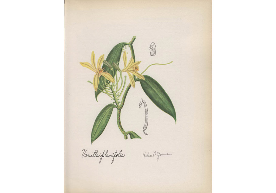 Illustration of small yellow flowers with green leaves