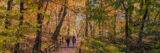 Trees with orange leaves surround walking path