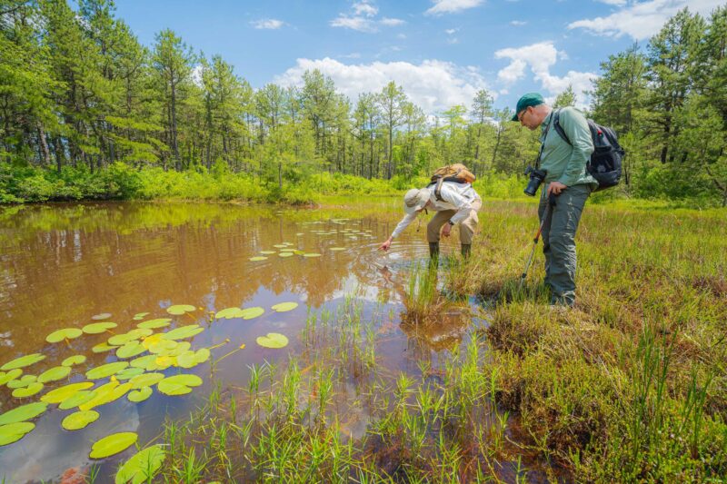 Two people in hiking gear observe green lily pads in a wilderness pond