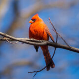 A bright red bird sits on a bare branch beneath a blue sky