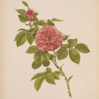 An illustration of a red rose with green foliage