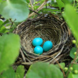 A brown bird's nest sits among green foliage, with three blue eggs inside