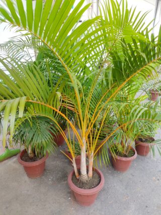 Green potted palms in clay pots.