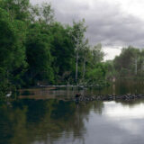 A rendering of a river in a wooded environment, with brown beavers and white wading birds