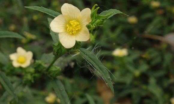 A yellow-white flower with green foliage