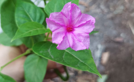 A pink flower with green leaves